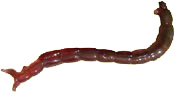 Midge Larva Midge Larva