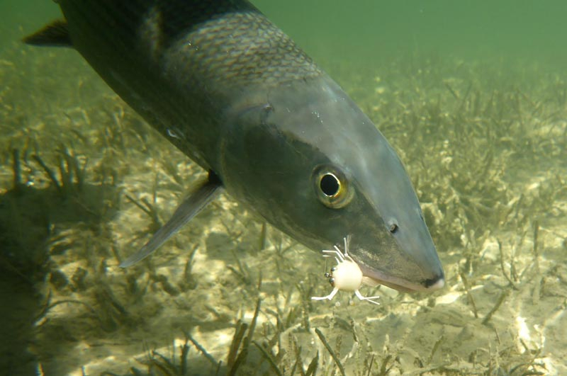 Milky Crab Bonefish Fly Successfully caught this bonefish