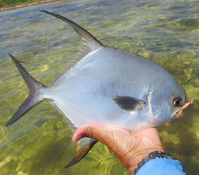 Permit caught on a Beadchain Spawning Shrimp. Photo by Jane Taylor