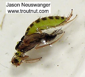 Caddis Pupa in its pupal skin