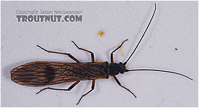 Little Black Stonefly Adult