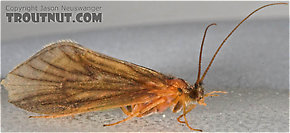 Brachycentrus Adult Caddis Fly.