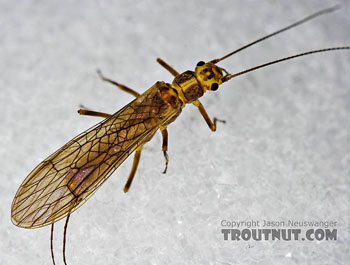 Isoperla or Yellow Sally or Little Yellow Stonefly. Image by Jason Neuswanger at TroutNut.com