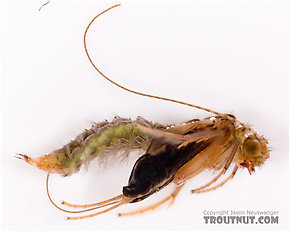 Caddis Pupa in its Pupal Skin.