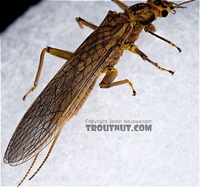 Golden Stonefly Adult