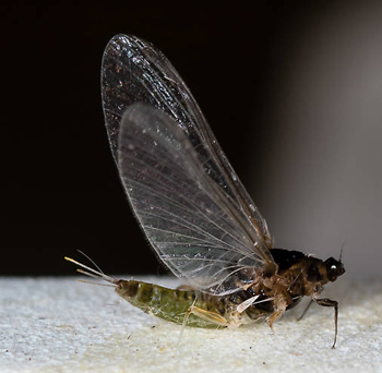 Female Trico. Image by Jason Neuswanger from TroutNut