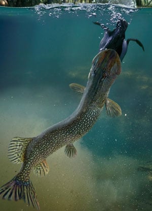 Northern Pike Eating a Duck