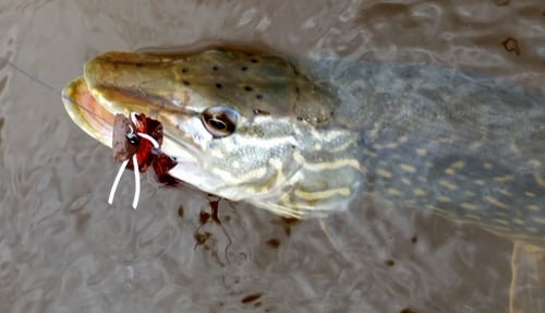 Pike on a Nervous Neda Top Water Fly