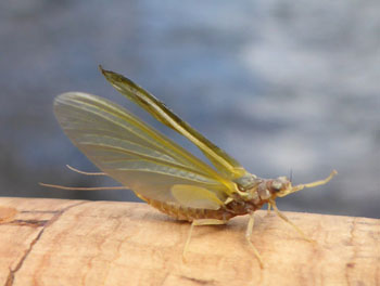 Pale Morning Dun Adult, just hatched from the Fryingpan River