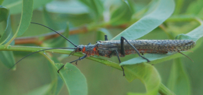 Adult Salmonfly