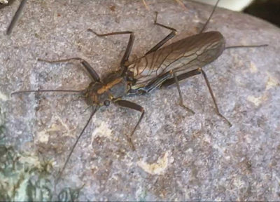 Adult Skwala Stonefly