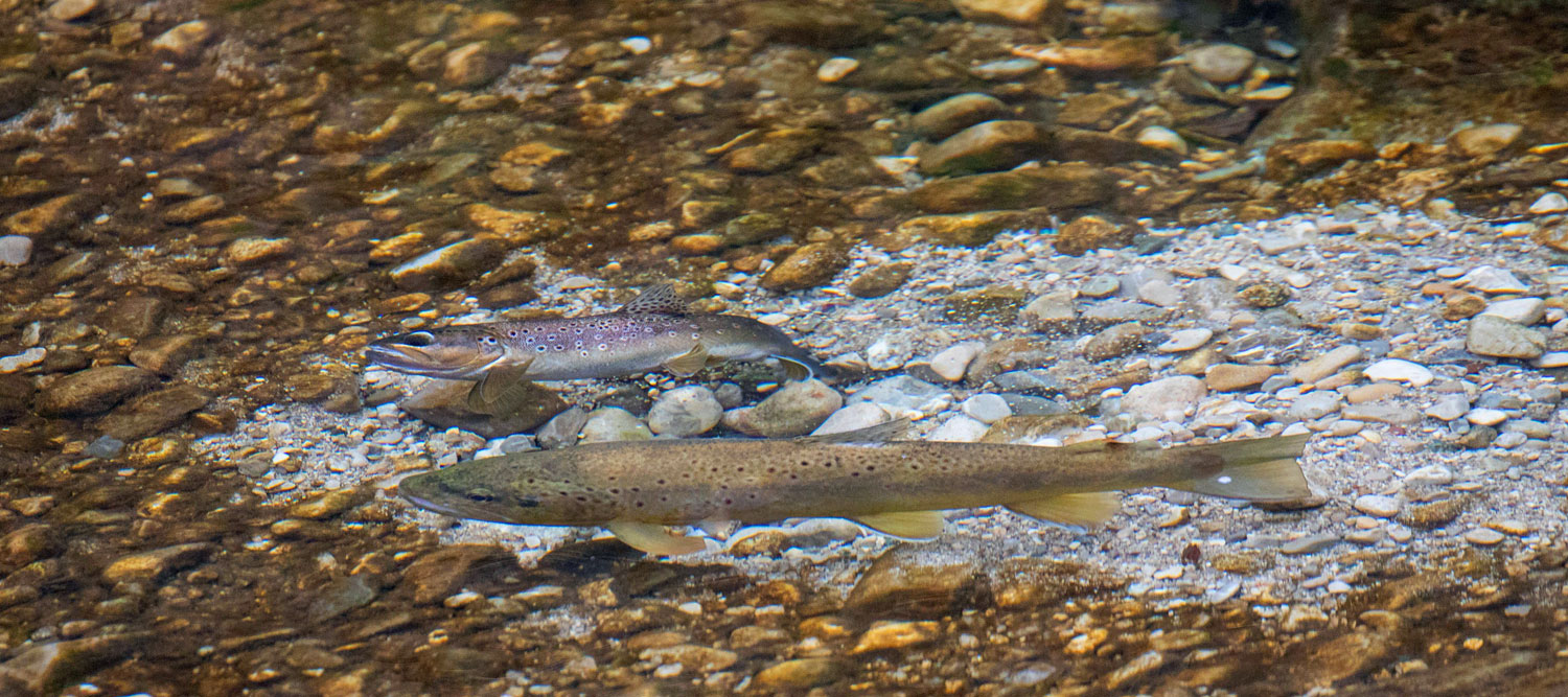 Brown Trout Spawning Over A Redd