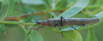 Pteronarcys californica also known as a Salmonfly