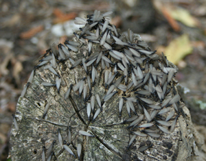 Termites. Photo by Jared Belson