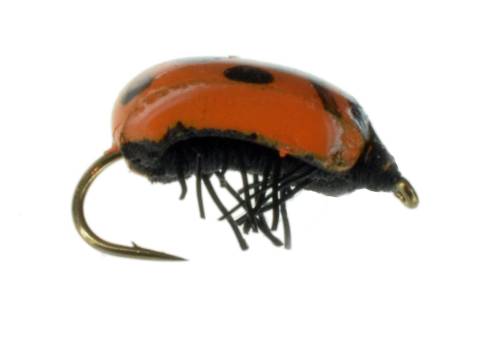 DF Lady Bug