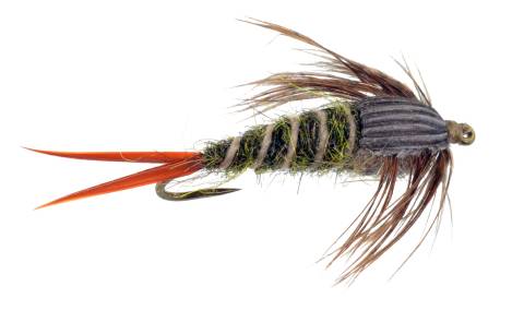 Twenty Incher Peacock Nymph