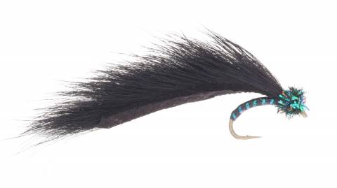Cat's Black Licorice Leech