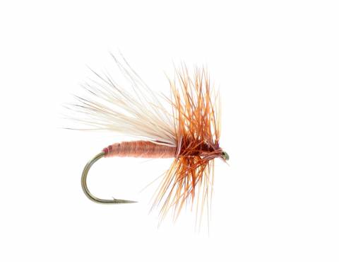 Cinnamon Caddis