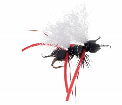 Cubby Chubby Ant - Black