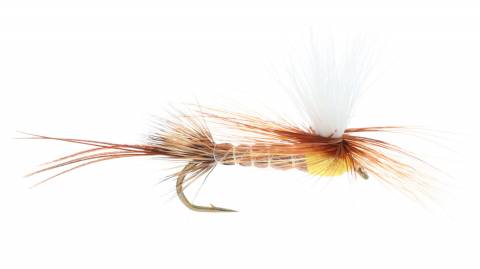 Hexagenia Drake