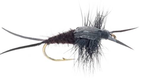 Little Black Stonefly