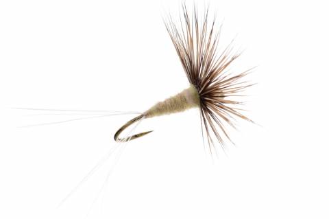 Comparadun - March Brown