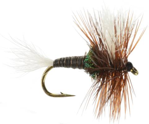 H & L Variant