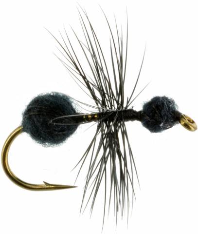Black Fur Ant
