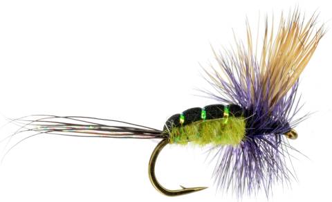 Bjorn's El Tigre