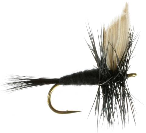 Black Gnat