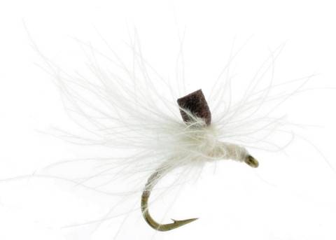 Hammond's CDC Seed