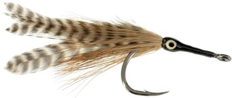 Cockroach