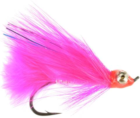Coho Comet