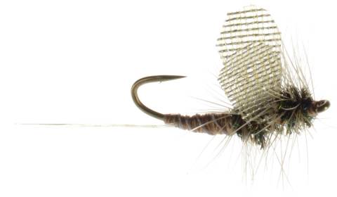 Doug's Colossalbaetis Callibaetis