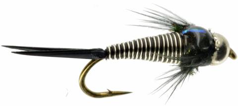 Copper J - Zebra