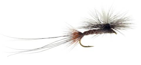 Dark Roberts ISO