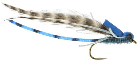 Egg Laying Adult Damsel