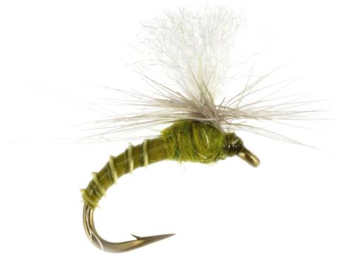 GT Adult Blue-winged Olive