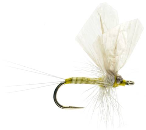 Hackle Dun - PMD