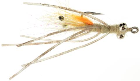 Hamilton's Orange Bearded Mantis Shrimp (811S)