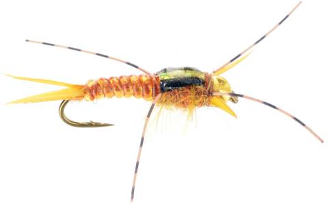 Micro Stone Golden Rubberleg