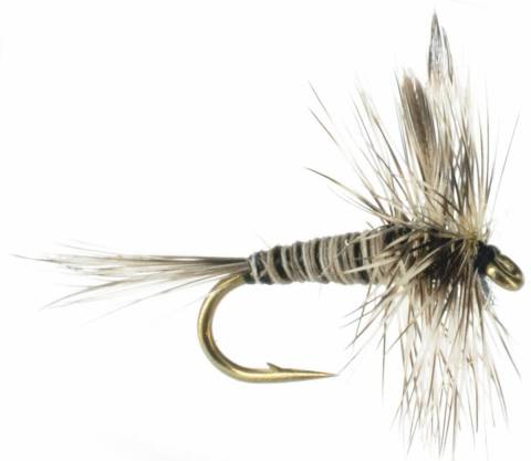 Mosquito