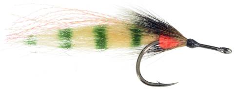 Orange Butt Tarpon