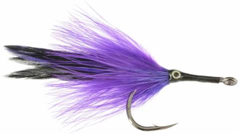 Paradise Purple