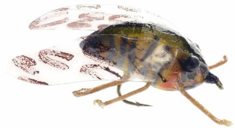 Realistic Cicada