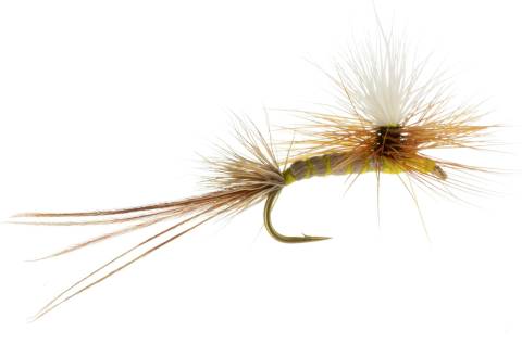 Robert's Yellow Drake