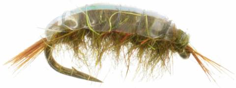 Scud Brown-Olive