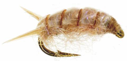Sow Bug - Tan