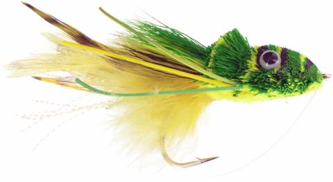 Swimming Frog - Yellow Belly