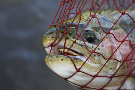 Rob Bruce's Big Fish Caught on a Fly From Discountflies Online Fly Shop